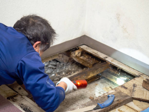 Best Basement Mold Remediation in Taylors Falls, MN