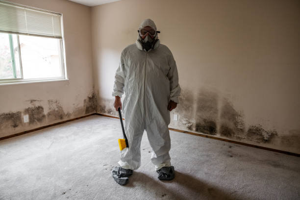 Professional Mold Remediation in Taylors Falls, MN
